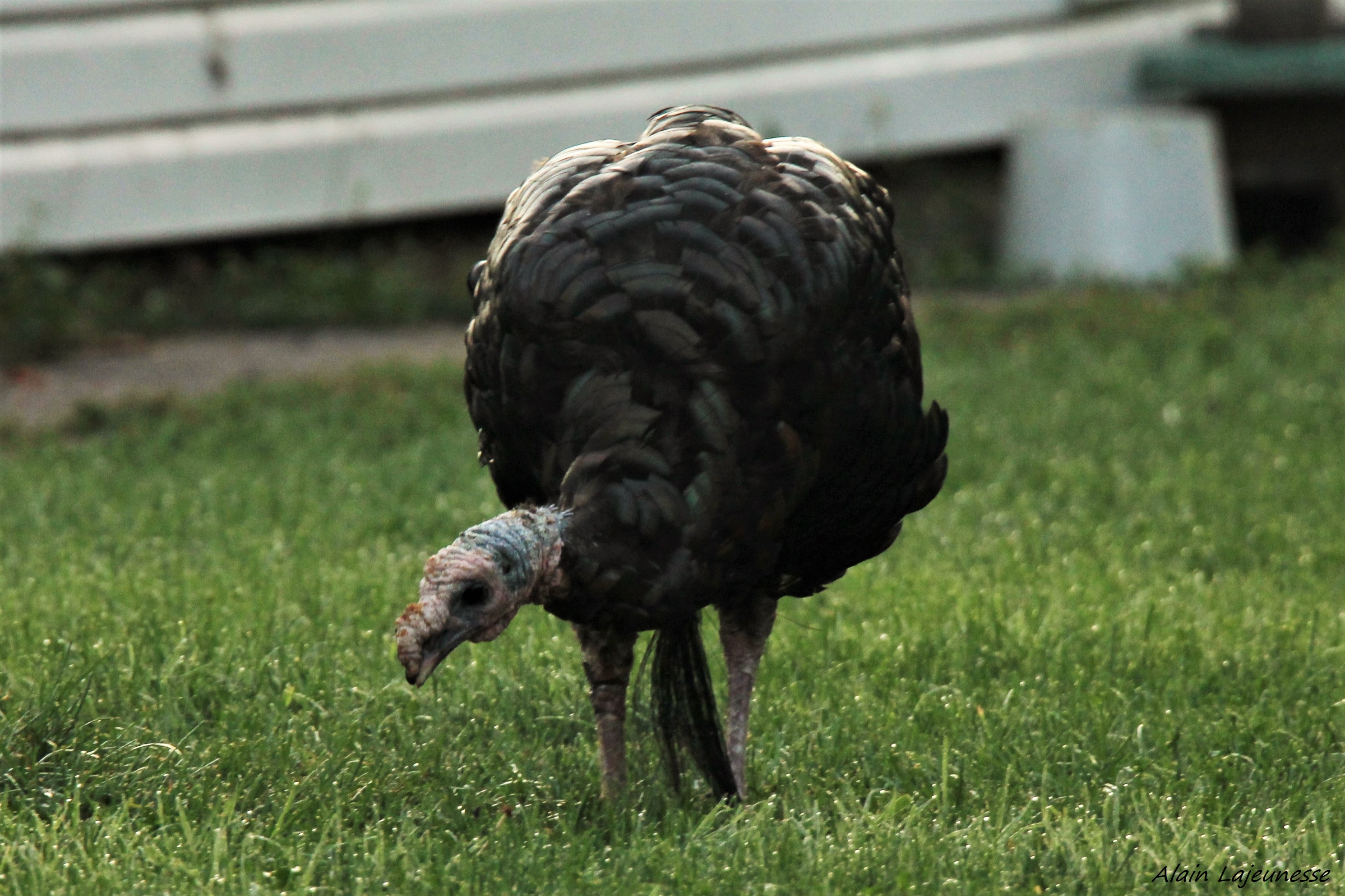 Insolite: dindon sauvage en visite à Delson