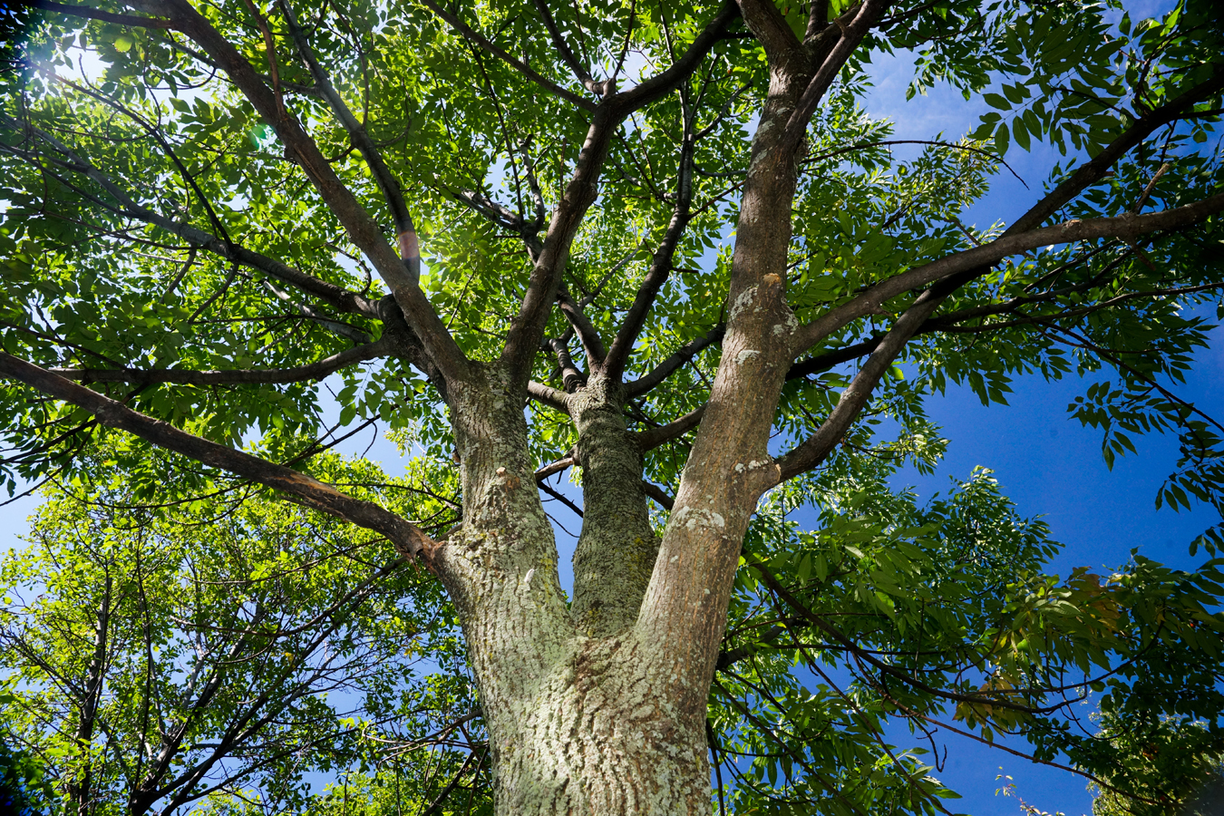 Arbres coupés au stationnement incitatif à La Prairie