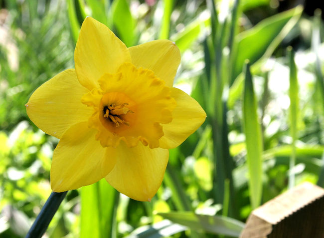 8824$ amassés grâce aux jonquilles