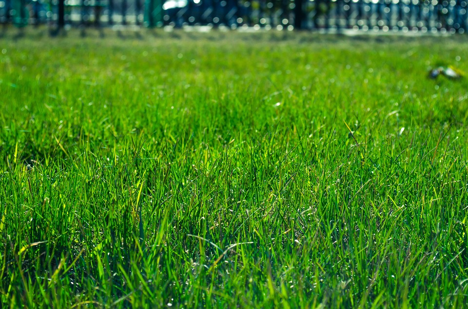 Une belle pelouse sans usage de pesticides, c&rsquo;est possible
