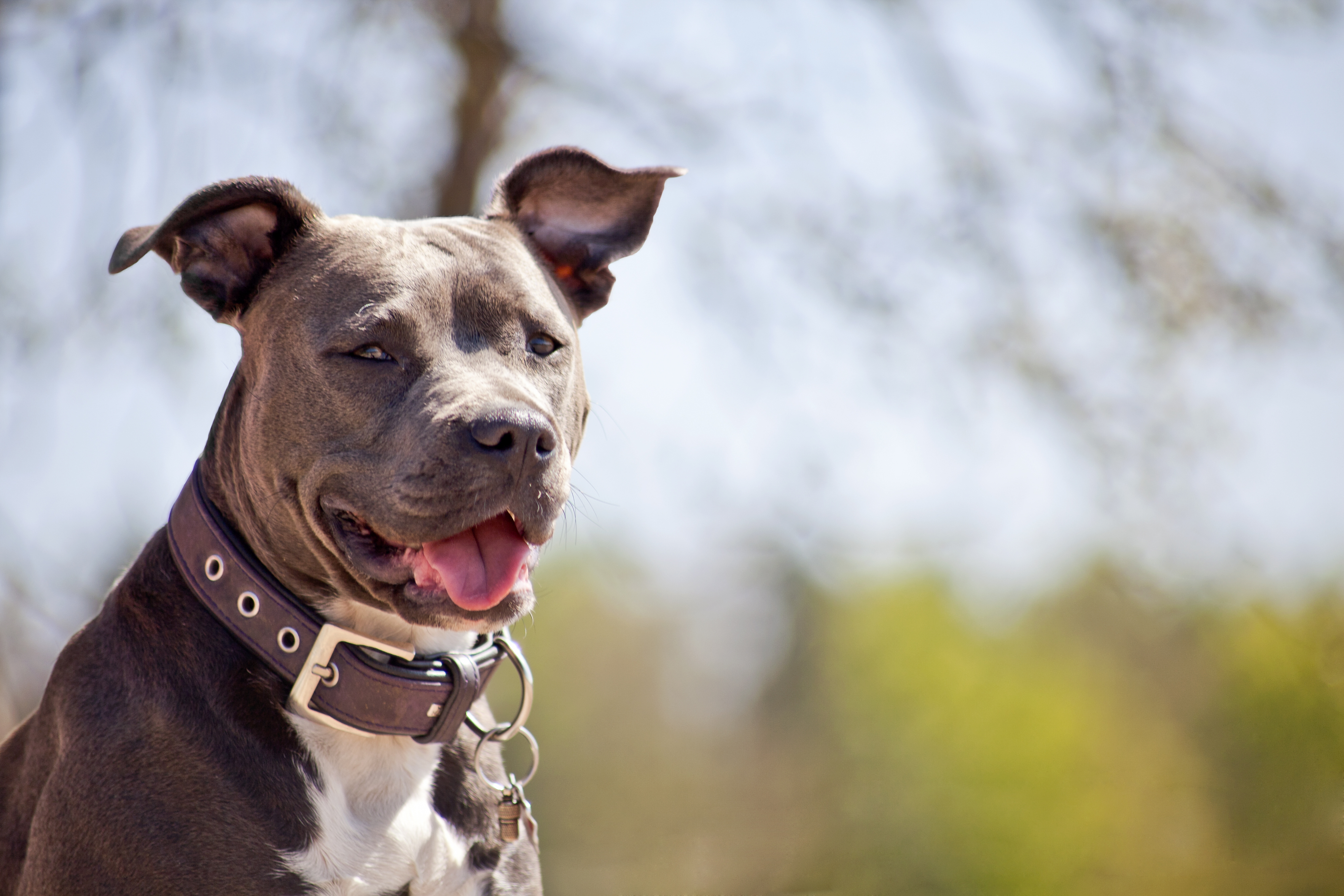 Les pitbulls permis sauf à La Prairie