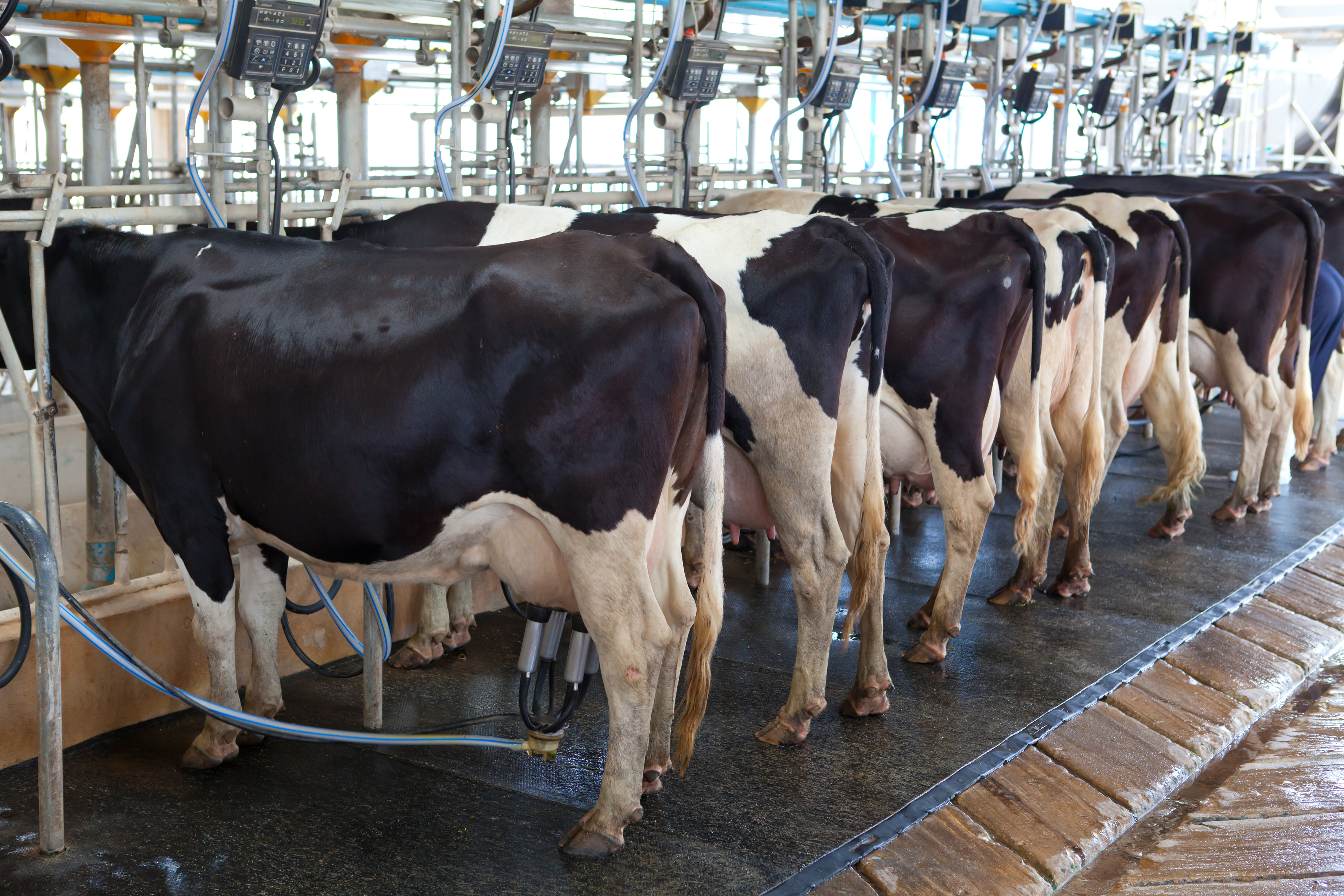 Moins de fermes laitières dans le Roussillon, mais plus de lait produit