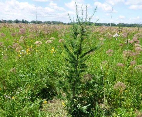 La Vigile Verte reboise une sortie d’autoroute