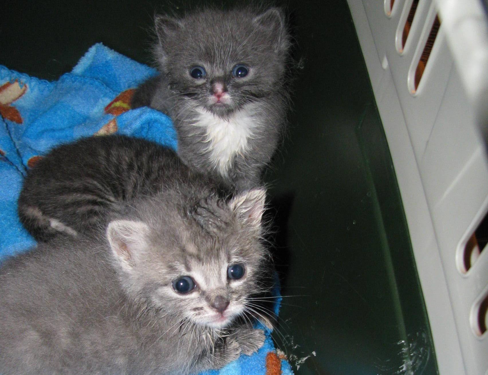 Juillet rime avec abandons d&rsquo;animaux