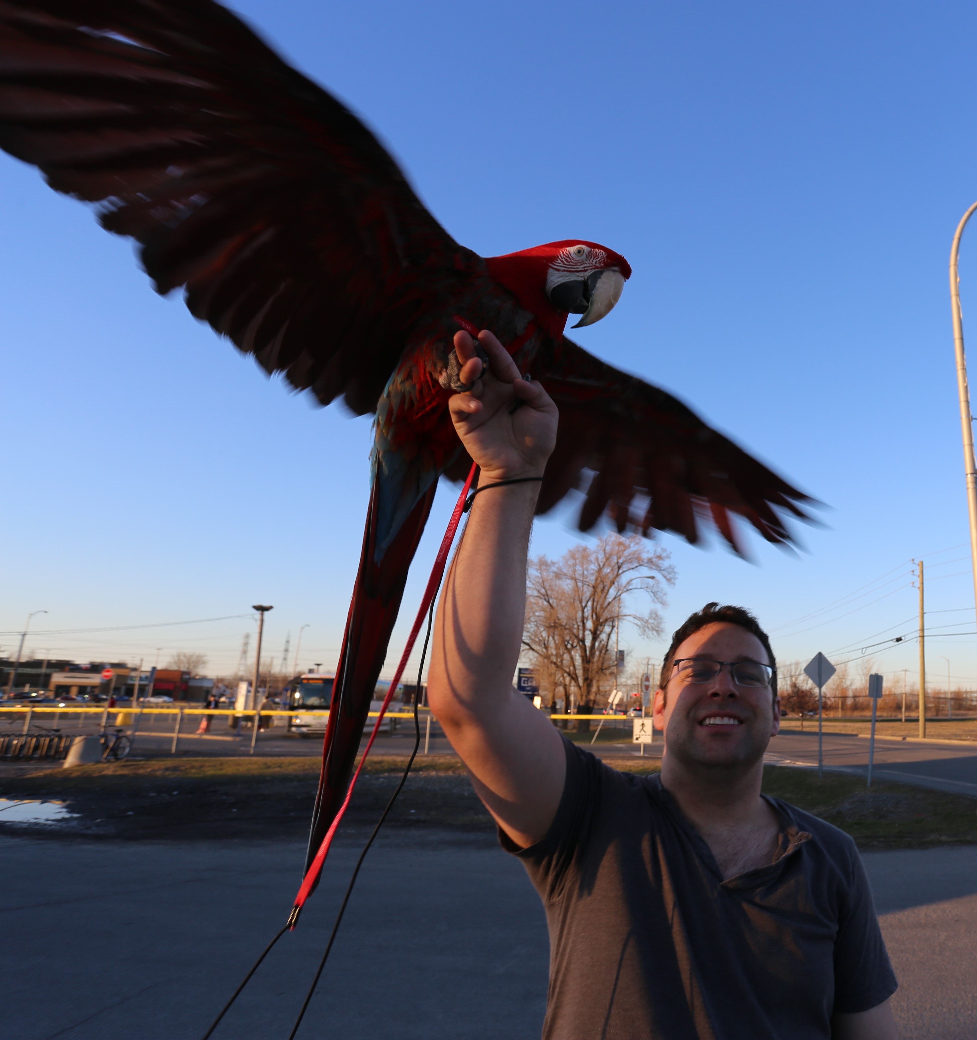 Insolite: un oiseau rare à Delson