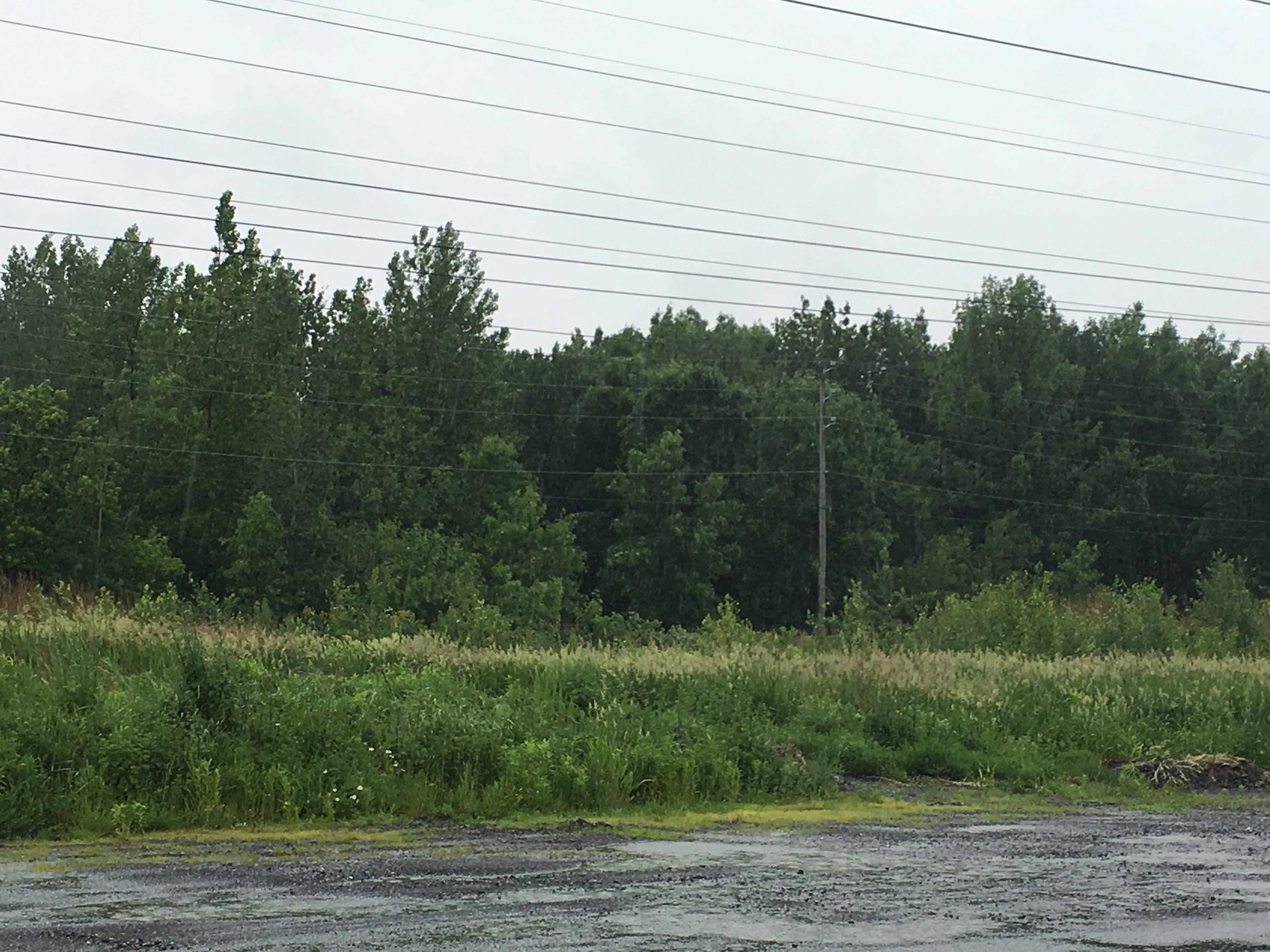 La Prairie, une ville boisée, selon l&rsquo;indice de canopée métropolitain