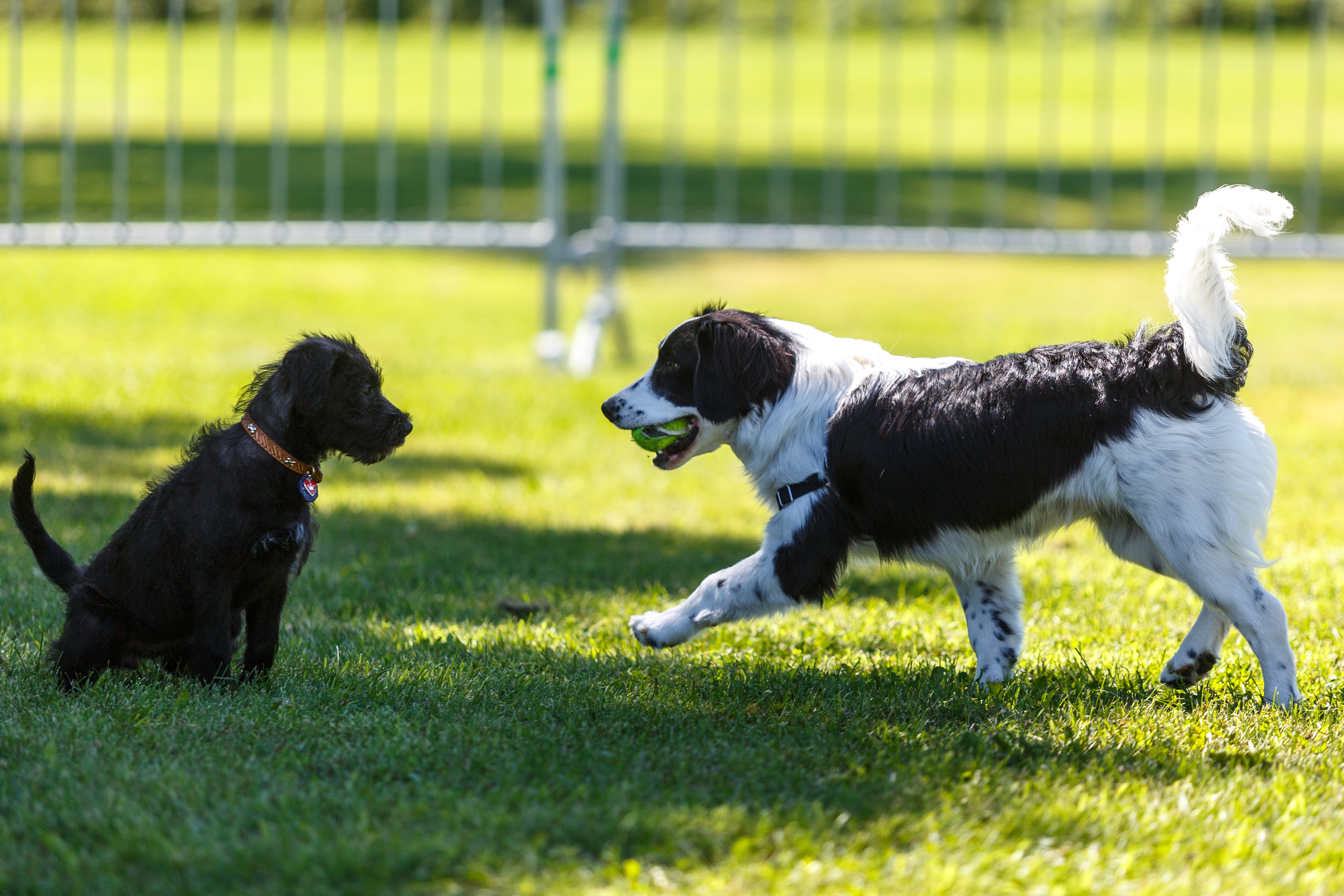 Échos du conseil de Saint-Constant : plus d&rsquo;animaux dans les fêtes publiques