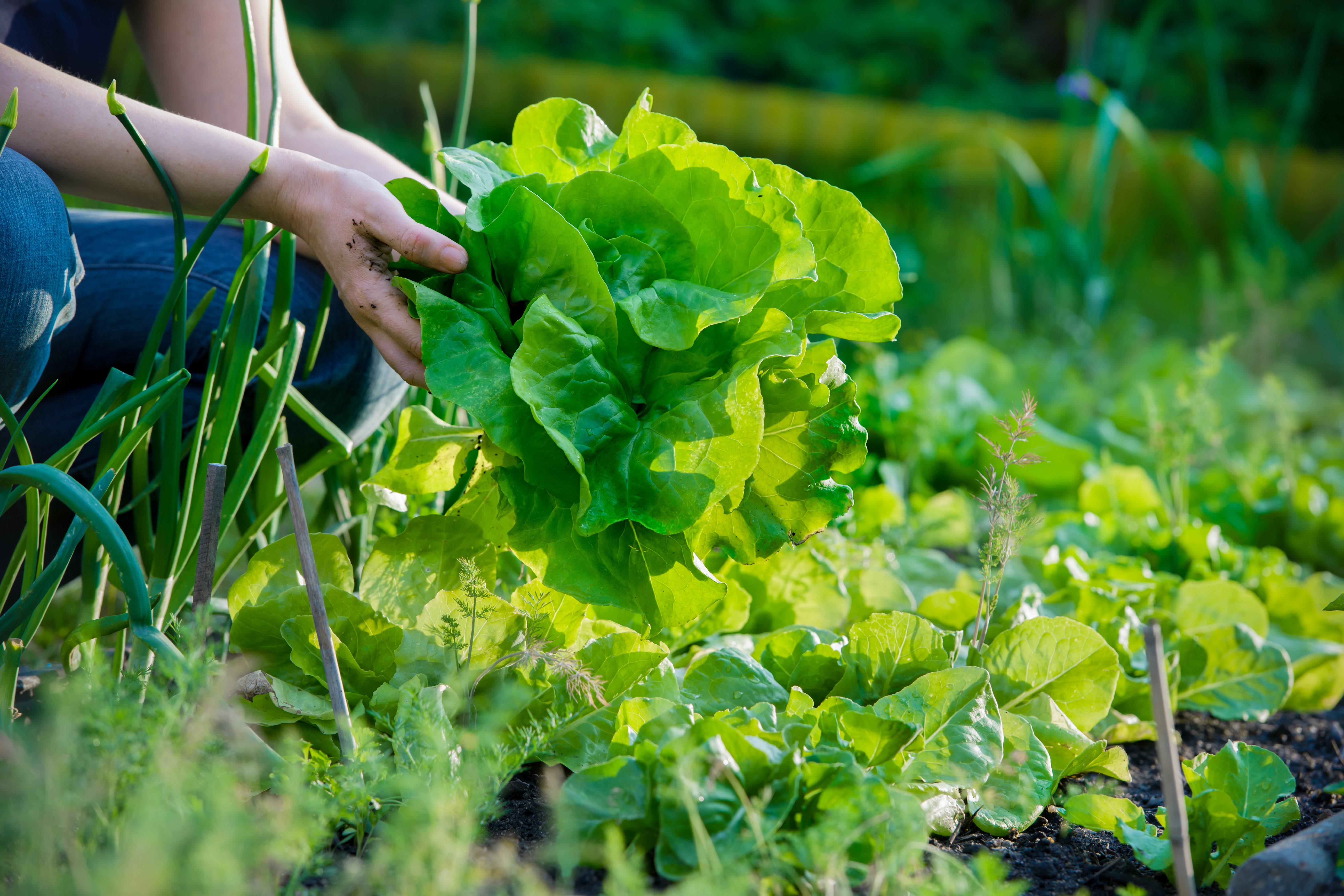 10 conseils pour bien réussir son potager