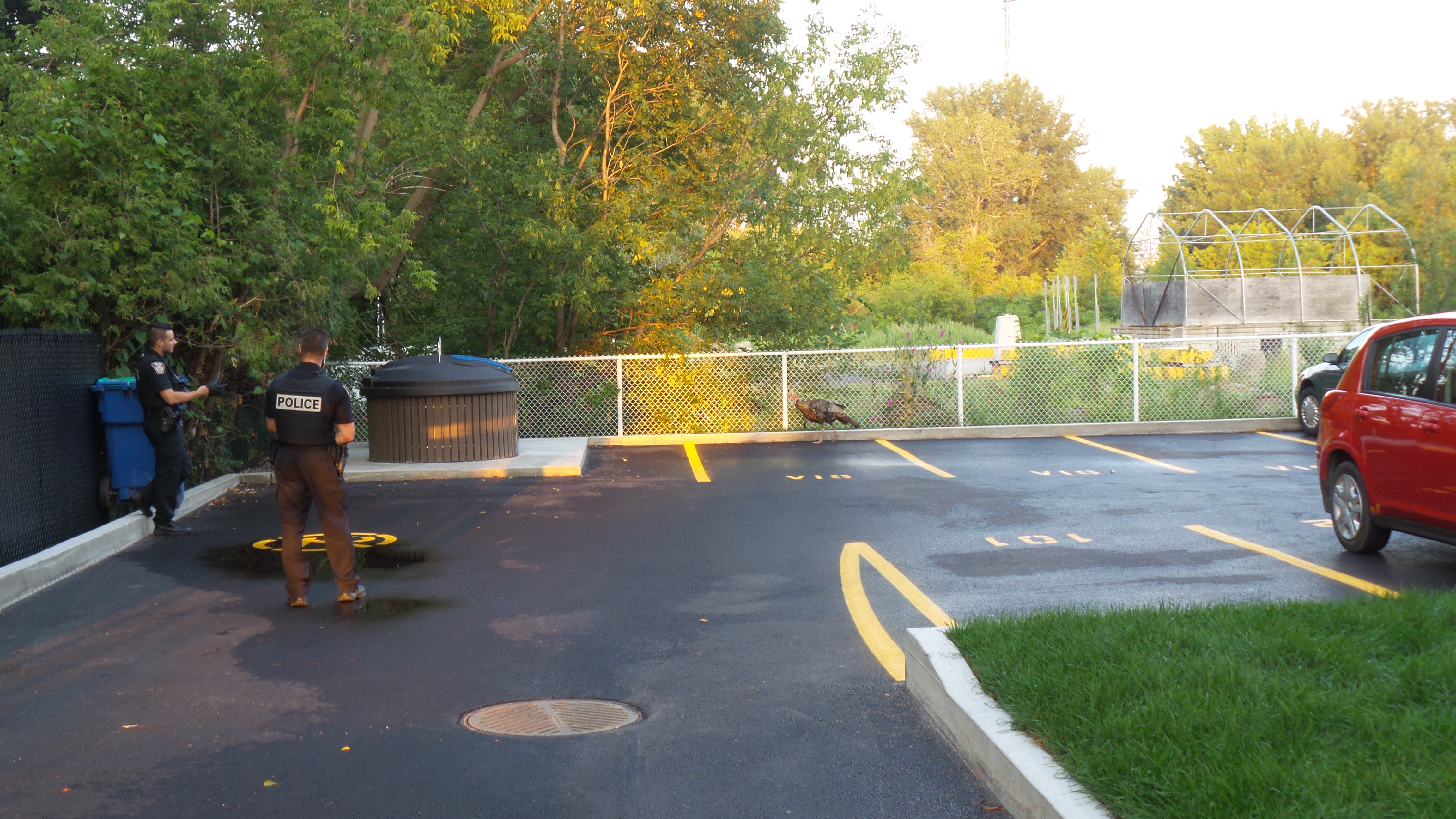 Delson: les policiers tentent de capturer un dindon sauvage