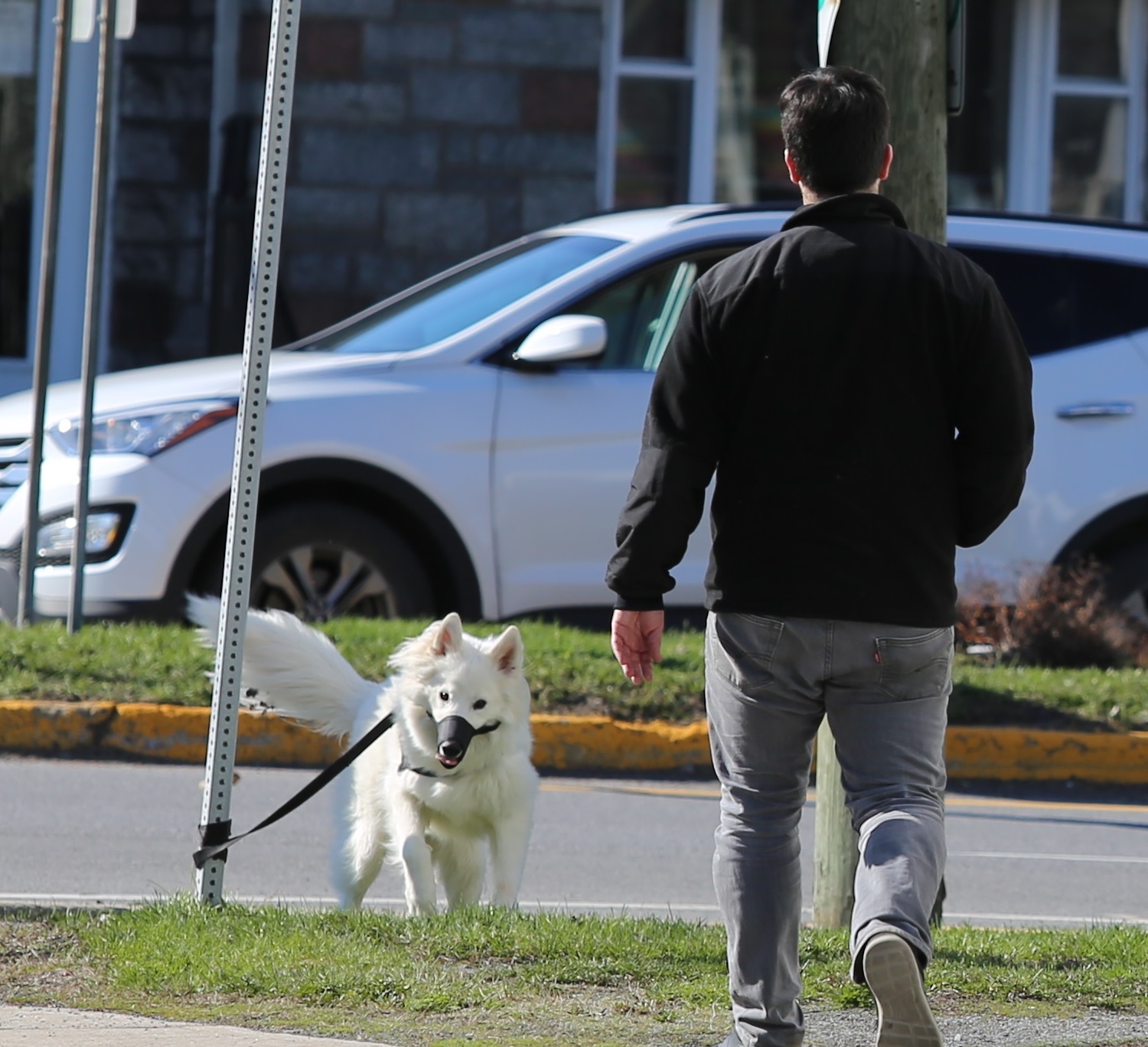 Un chien en laisse mord un septuagénaire à La Prairie
