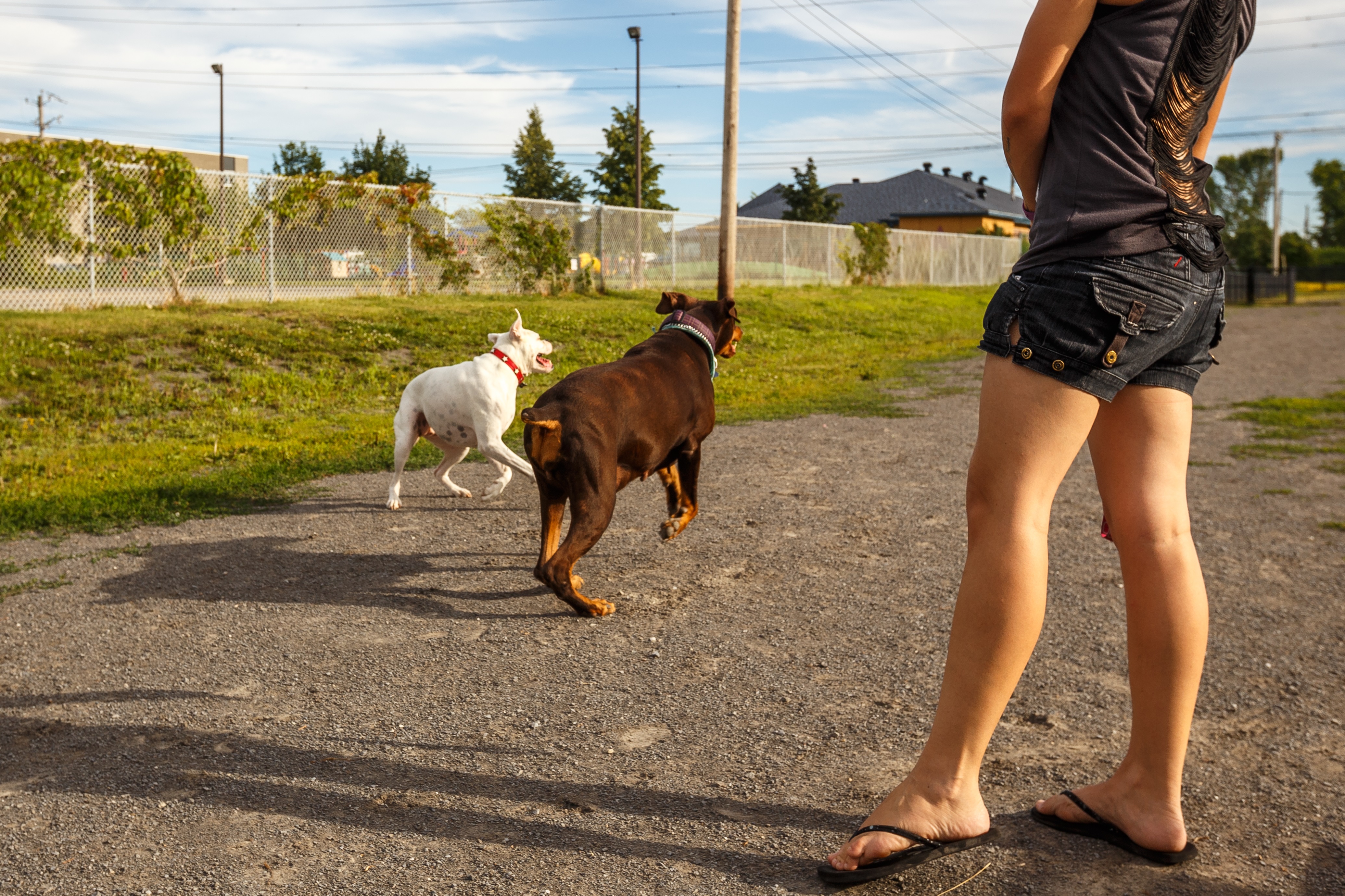 5 conseils pour une expérience agréable au parc canin