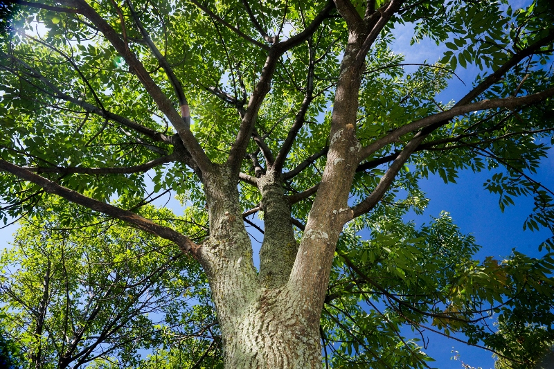 Coupe d’arbres autorisée