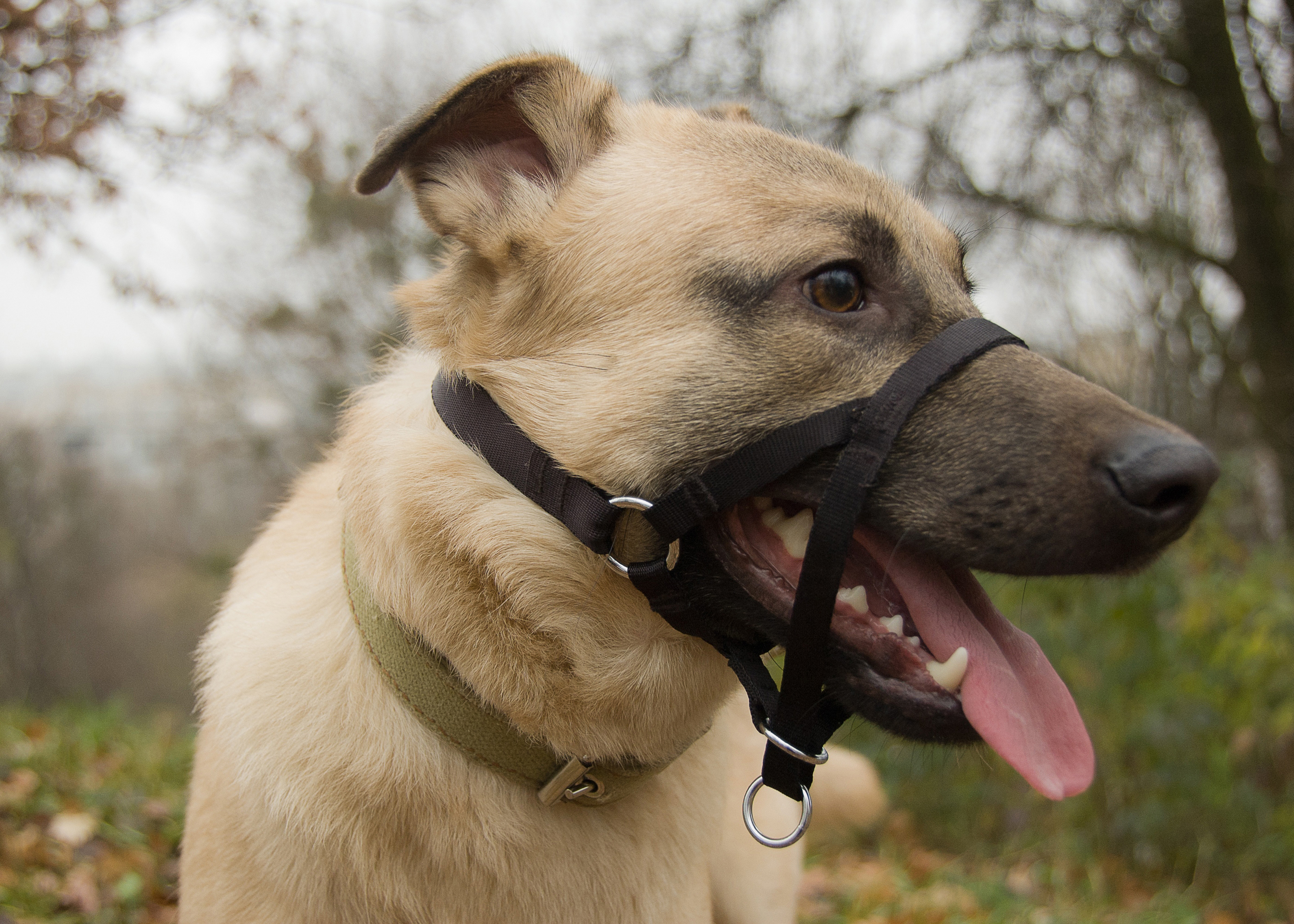 Pitbulls et chiens dangereux : Deux spécialistes prônent la formation plutôt que l’interdiction