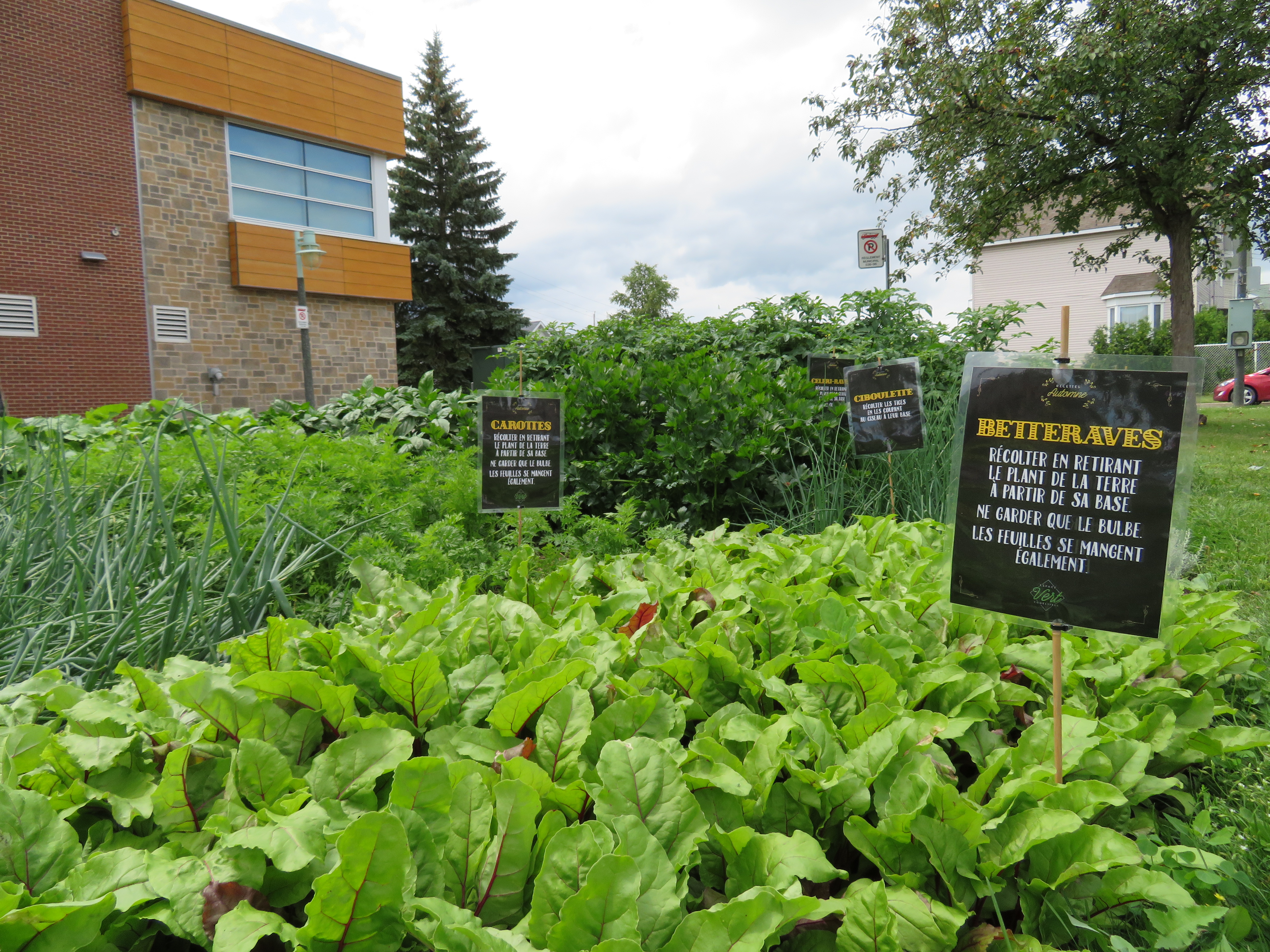 Sainte-Catherine aménage un potager pour ses citoyens devant le Centre Aimé-Guérin