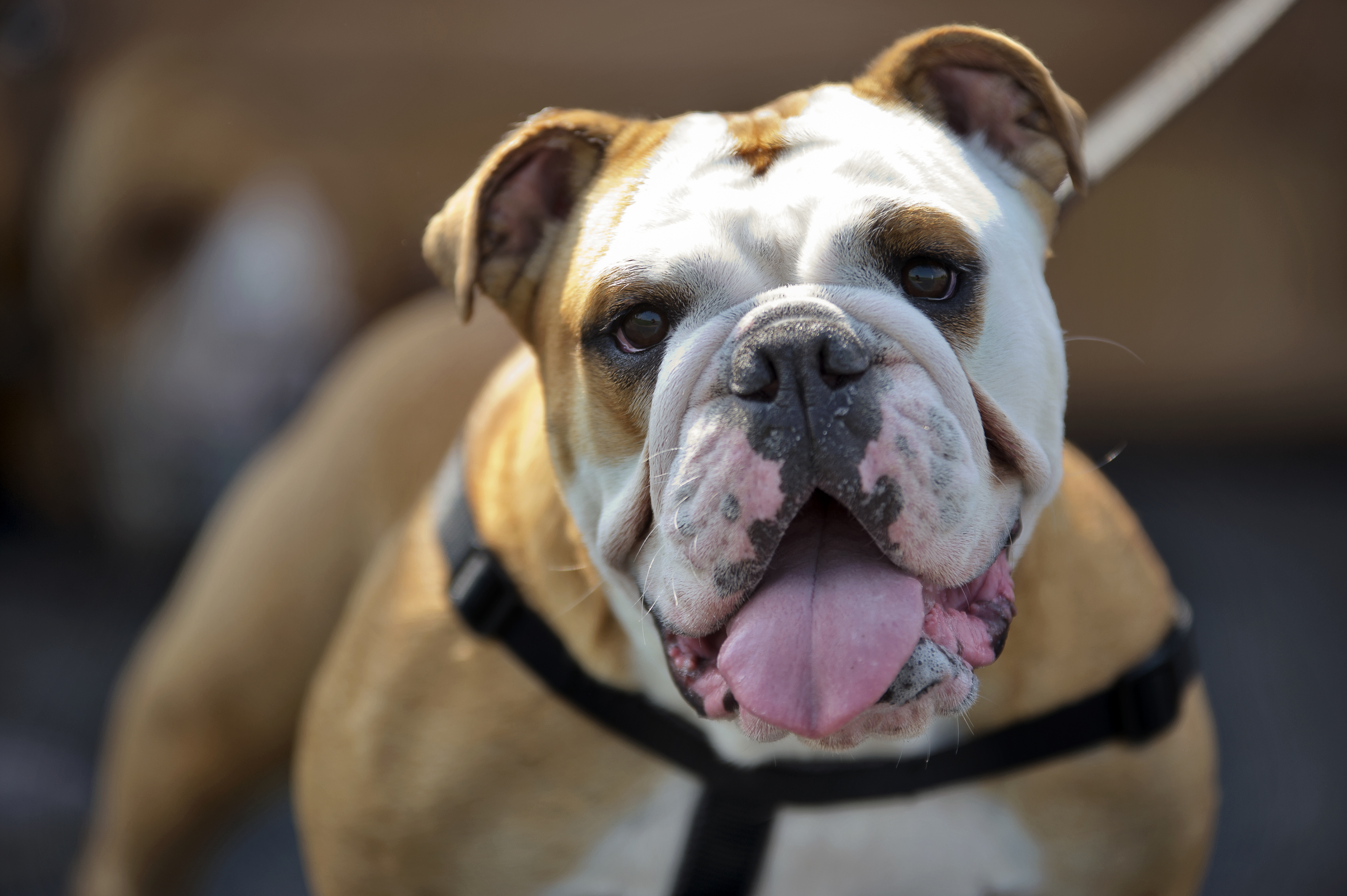 Chiens de 20 kg et plus à Candiac : Les propriétaires auront le choix entre le licou et le harnais