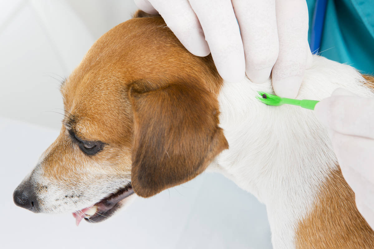 Les chiens peuvent aussi contracter la maladie de Lyme