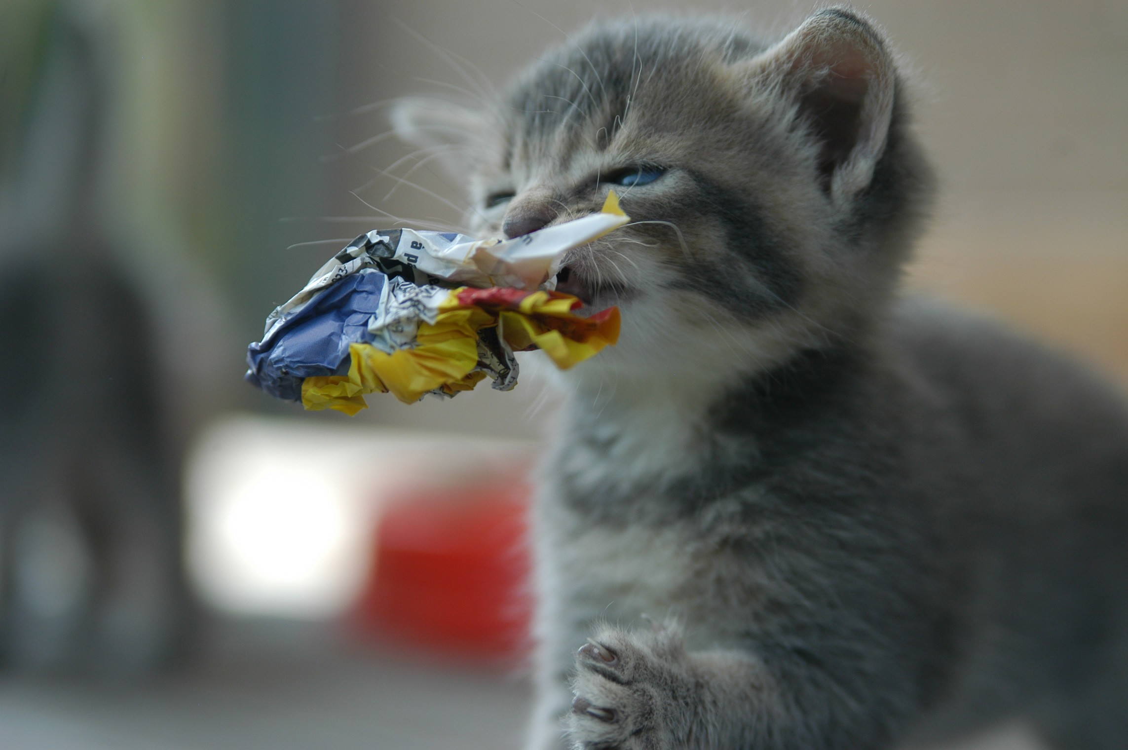 Cinq faits sur le chat