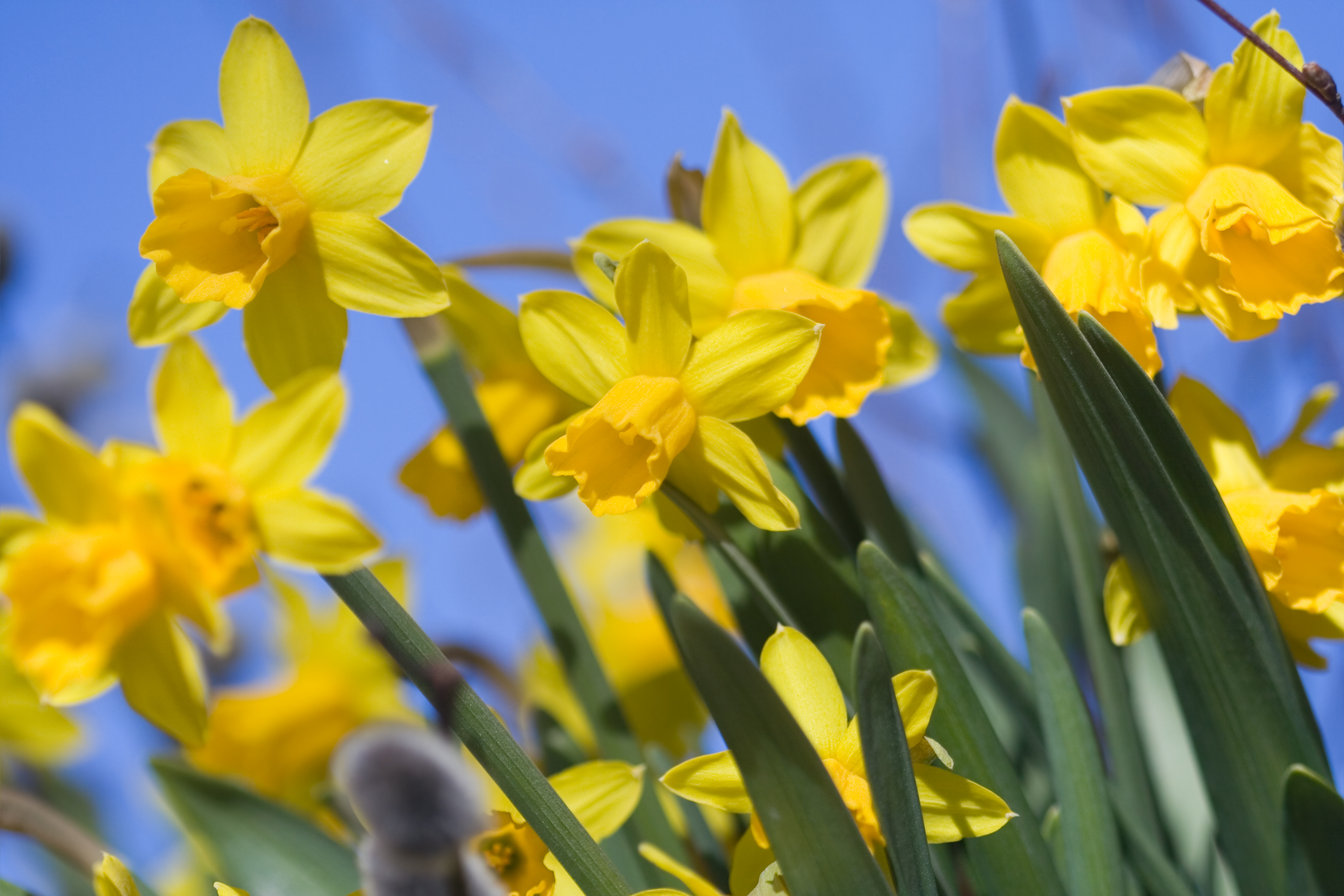 Une petite fleur pour une grande cause