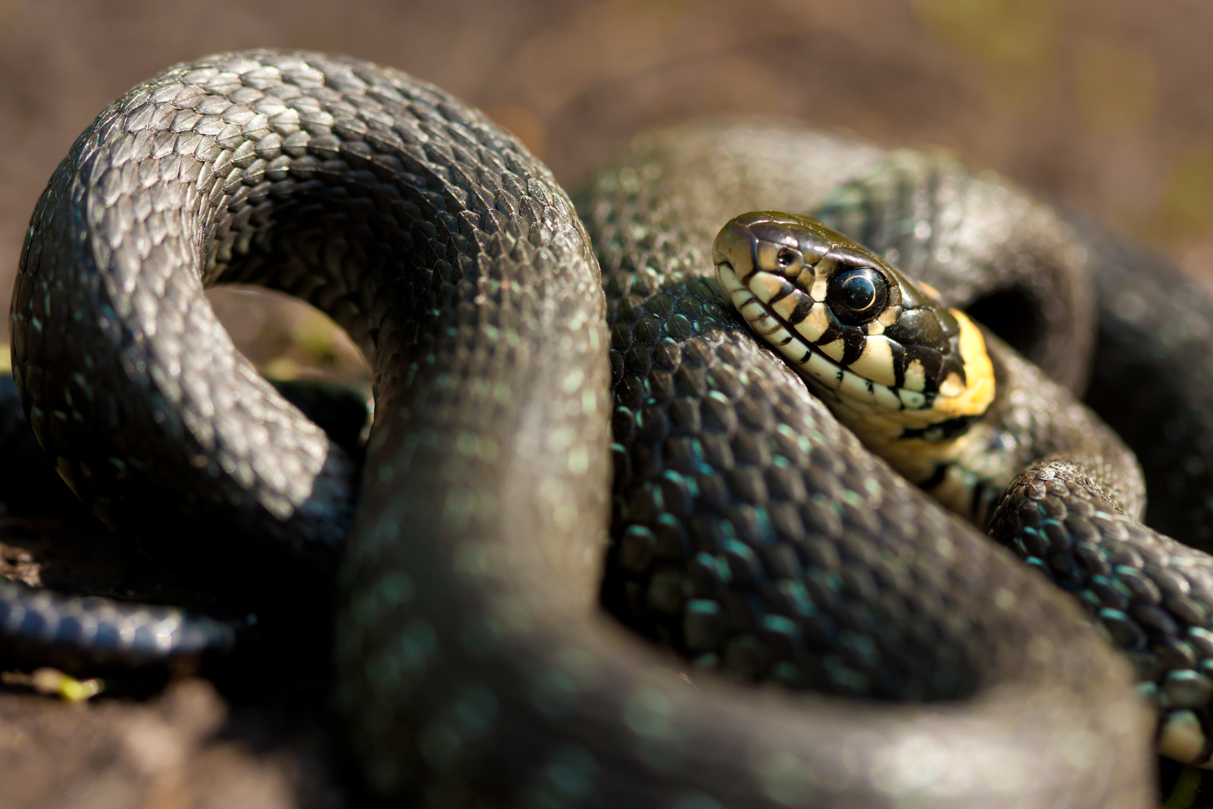 Billet : la peur des serpents