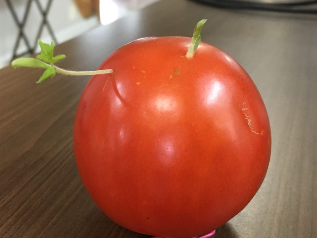 L&rsquo;étonnante tomate de Pierre Daoust