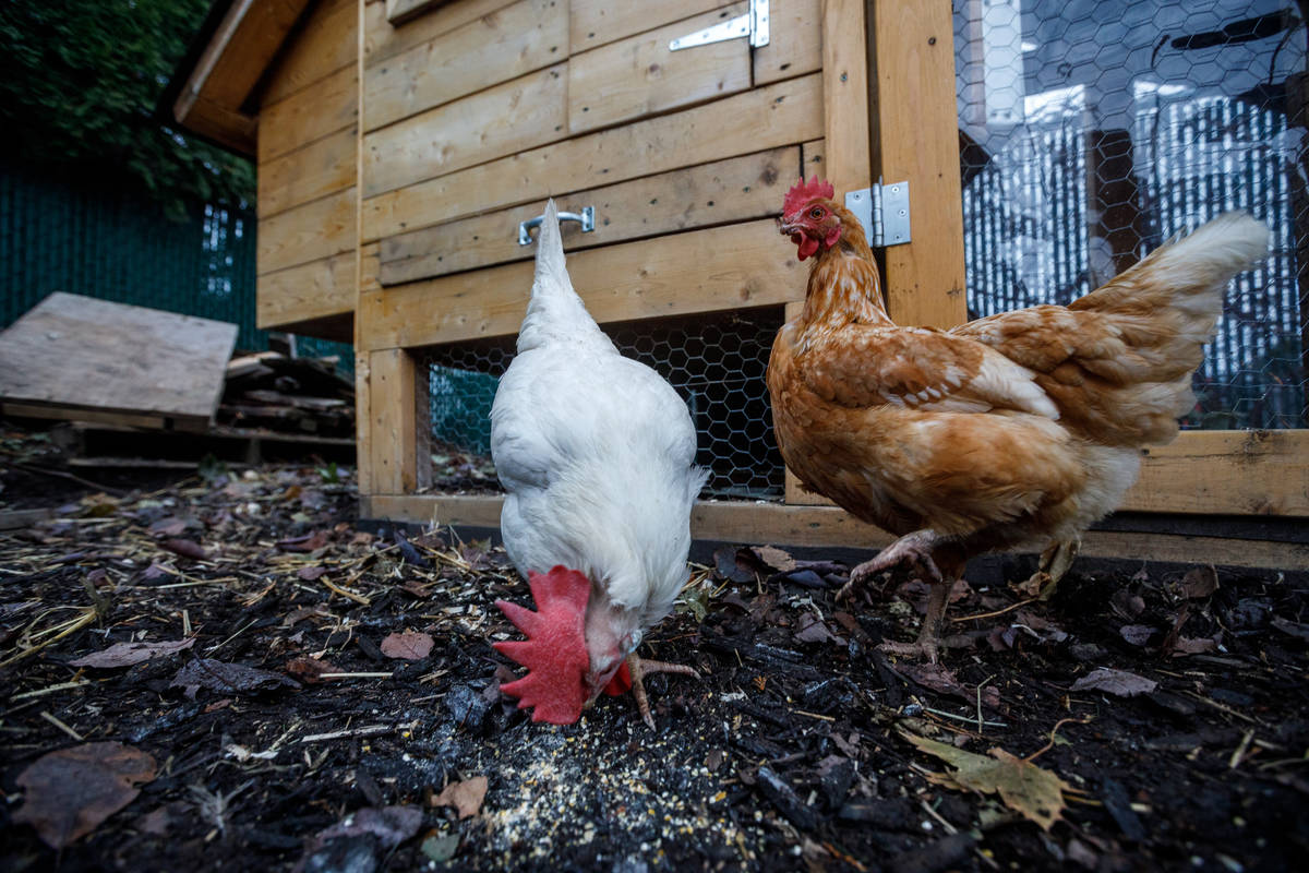 Pas de poules à Sainte-Catherine, maintient la Ville