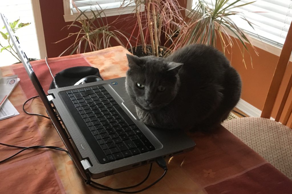 Un chat aspergé au poivre de Cayenne