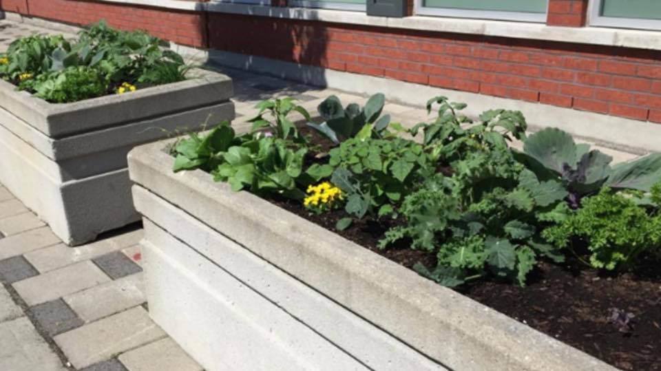 Des légumes et fines herbes à récolter sur la rue