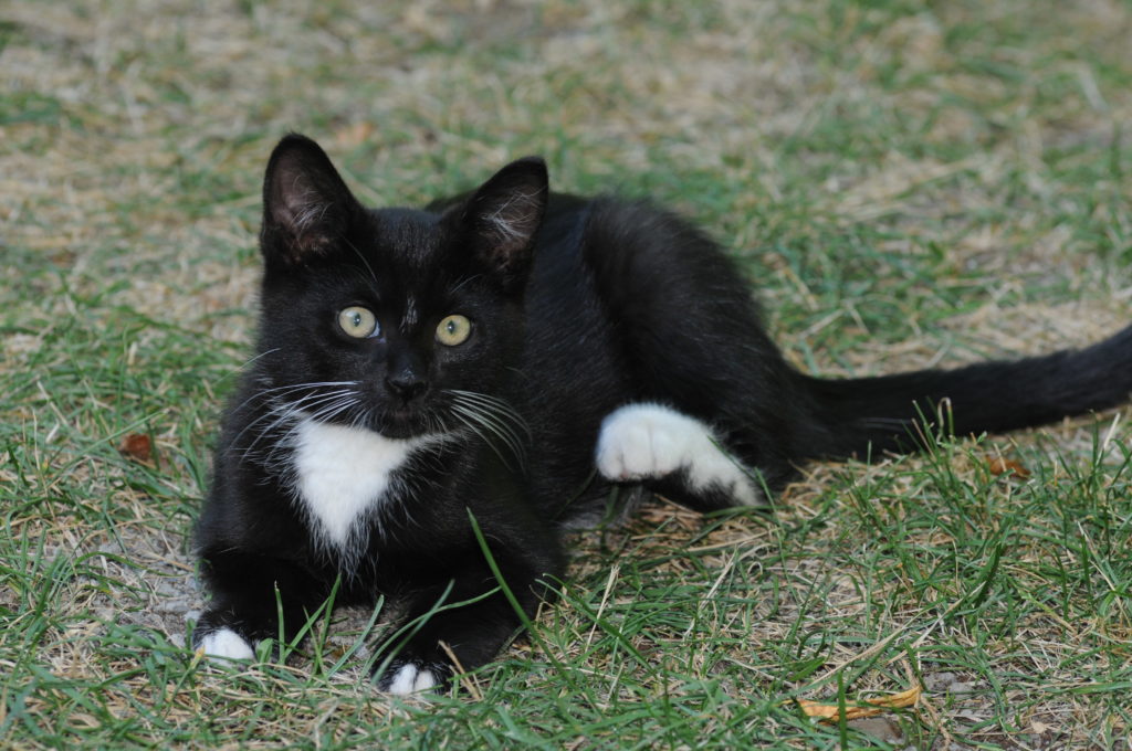 Brossard choisit la SPCA Roussillon pour la gestion animalière sur son territoire