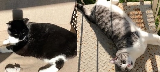 Sinistrée à la suite d’un incendie, une locataire veut retracer ses deux chats