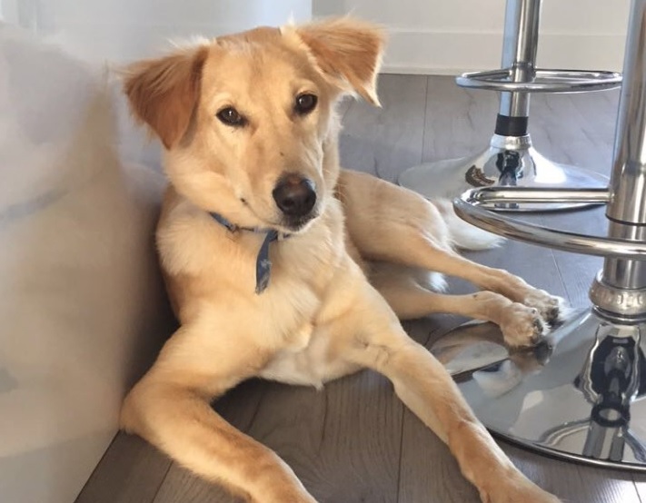 Des nouvelles du chien rescapé en Inde