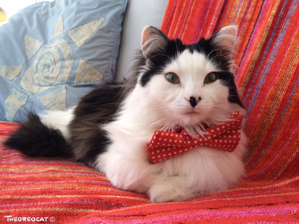 Une vedette poilue dans la région