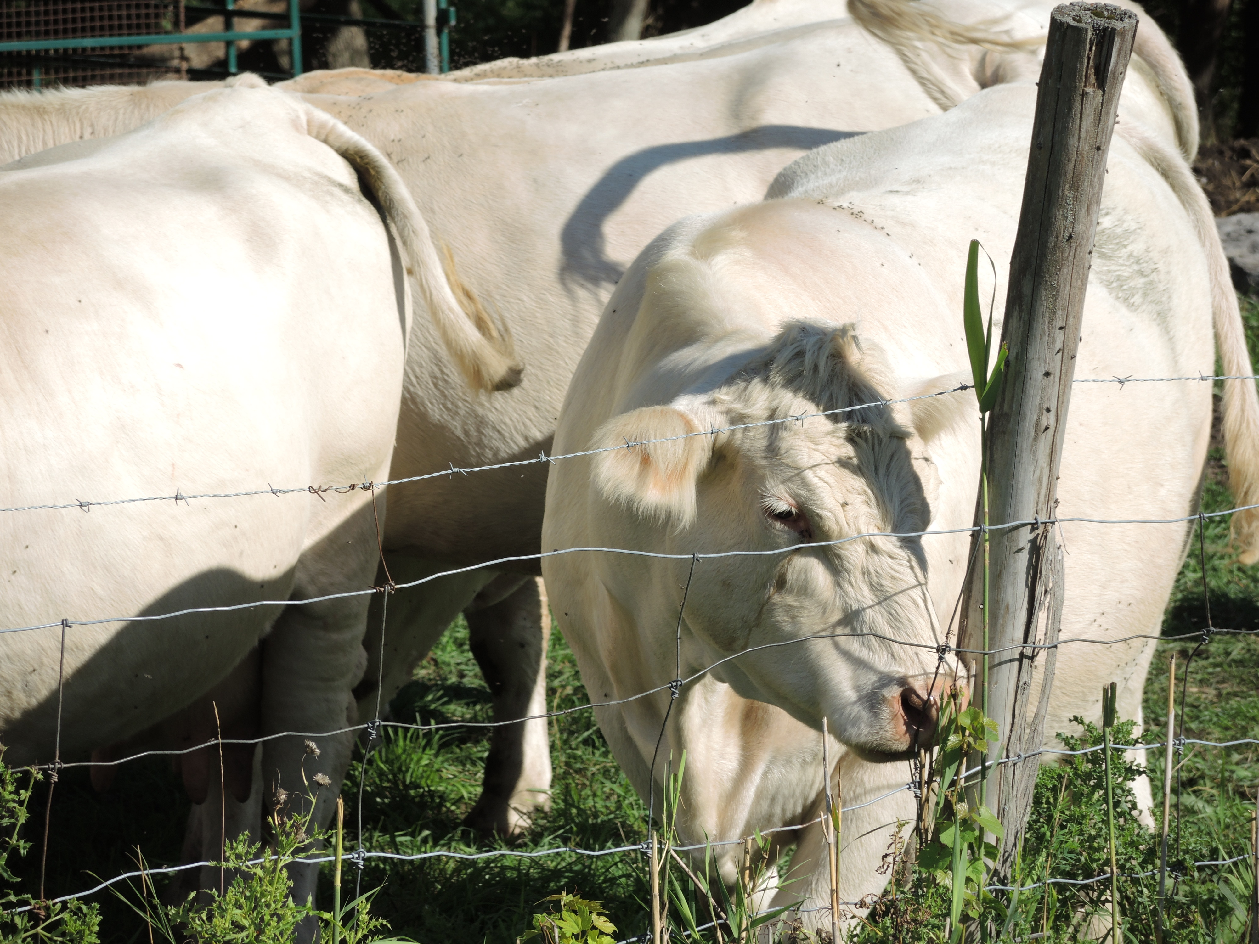 Les animaux de ferme souffrent aussi de la canicule