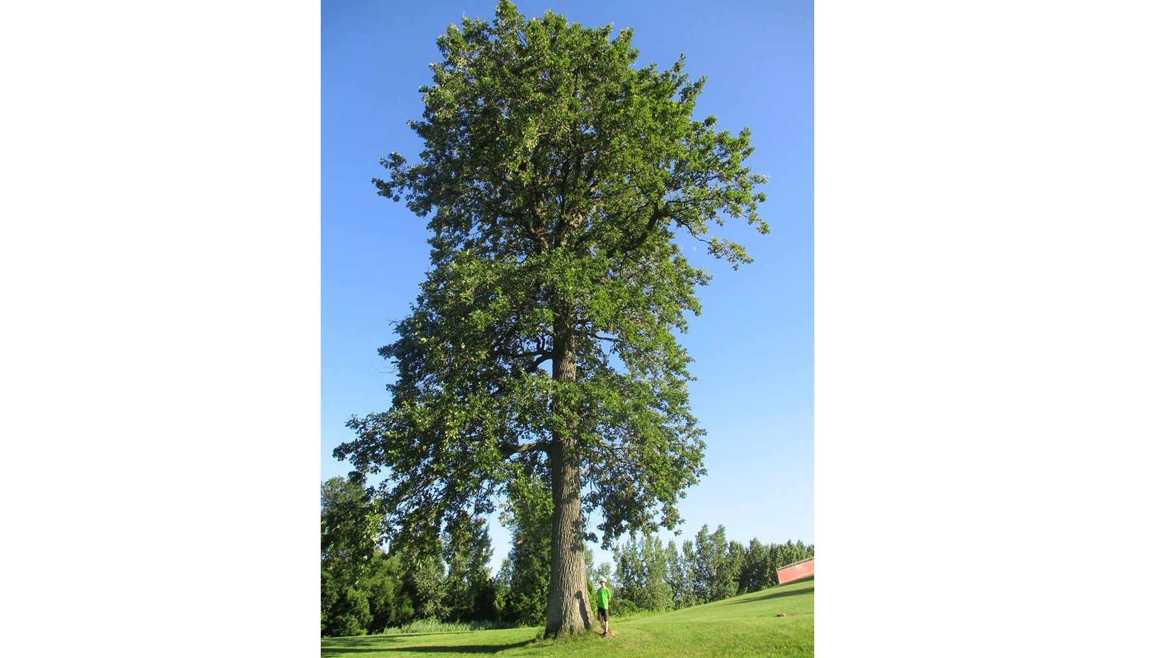 Le plus gros et vieil arbre de Delson identifié