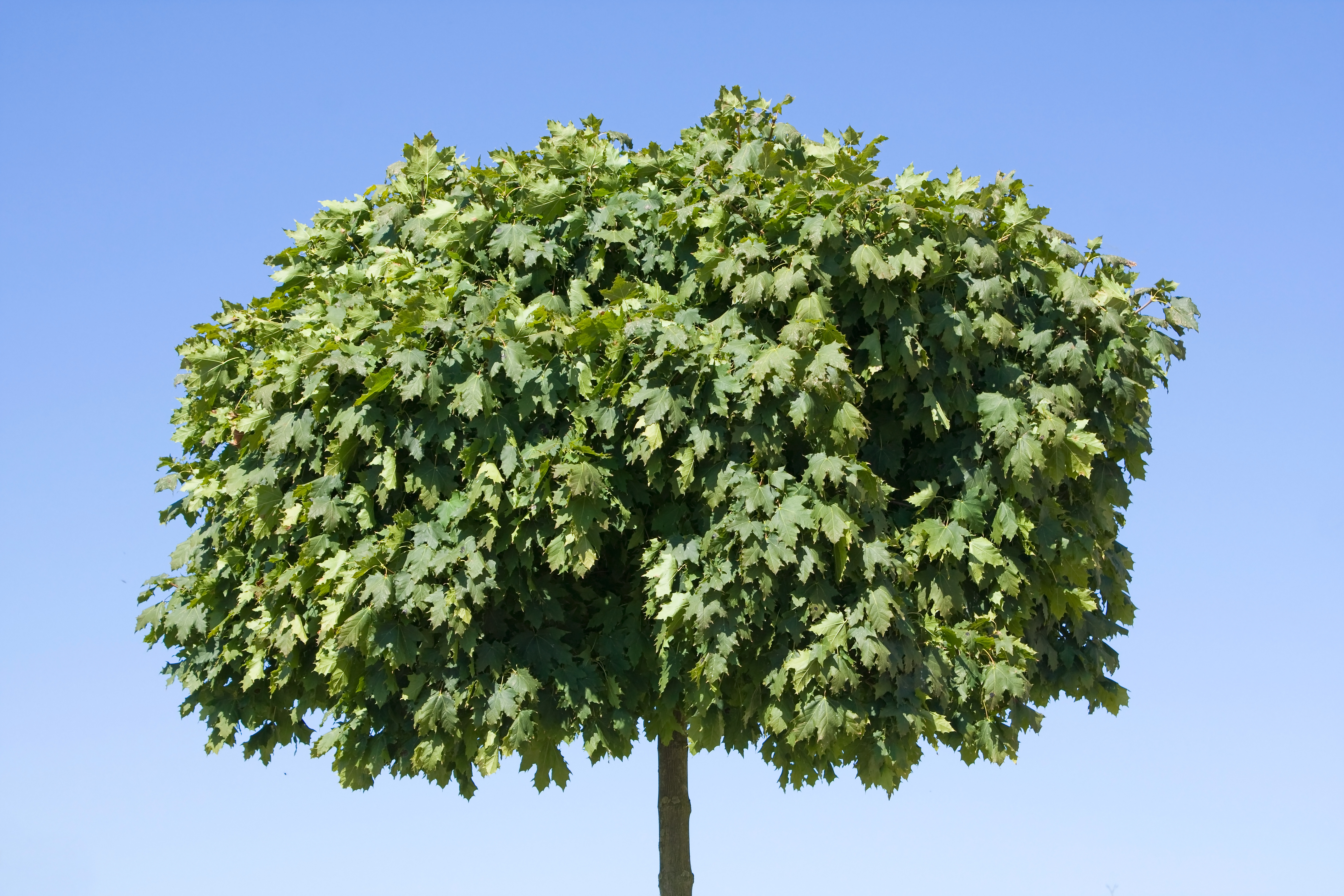Billet d&rsquo;humeur : têtue comme ma mère