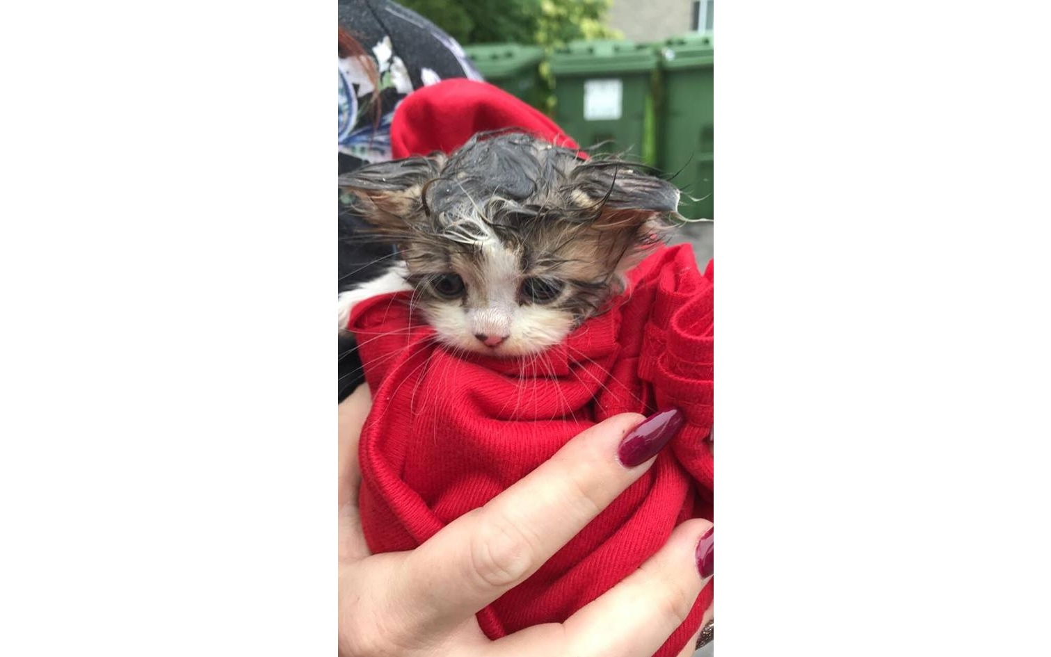 Un chaton vivant jeté aux poubelles avec sa litière