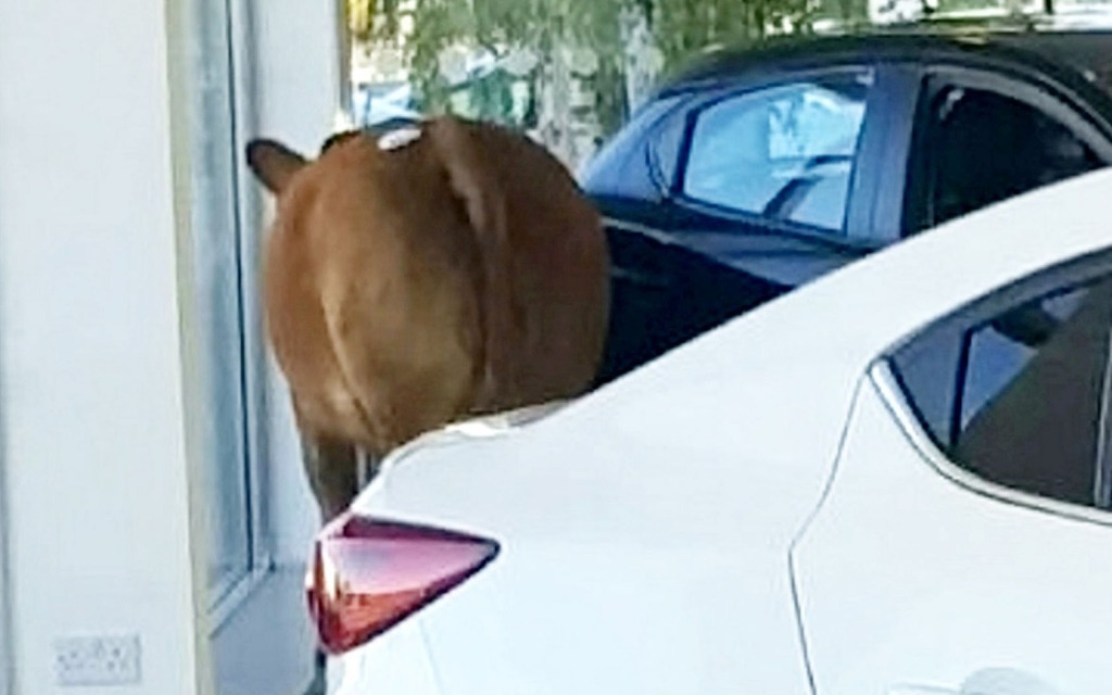 Une vache s’introduit dans un concessionnaire Mazda et endommage une MX-5