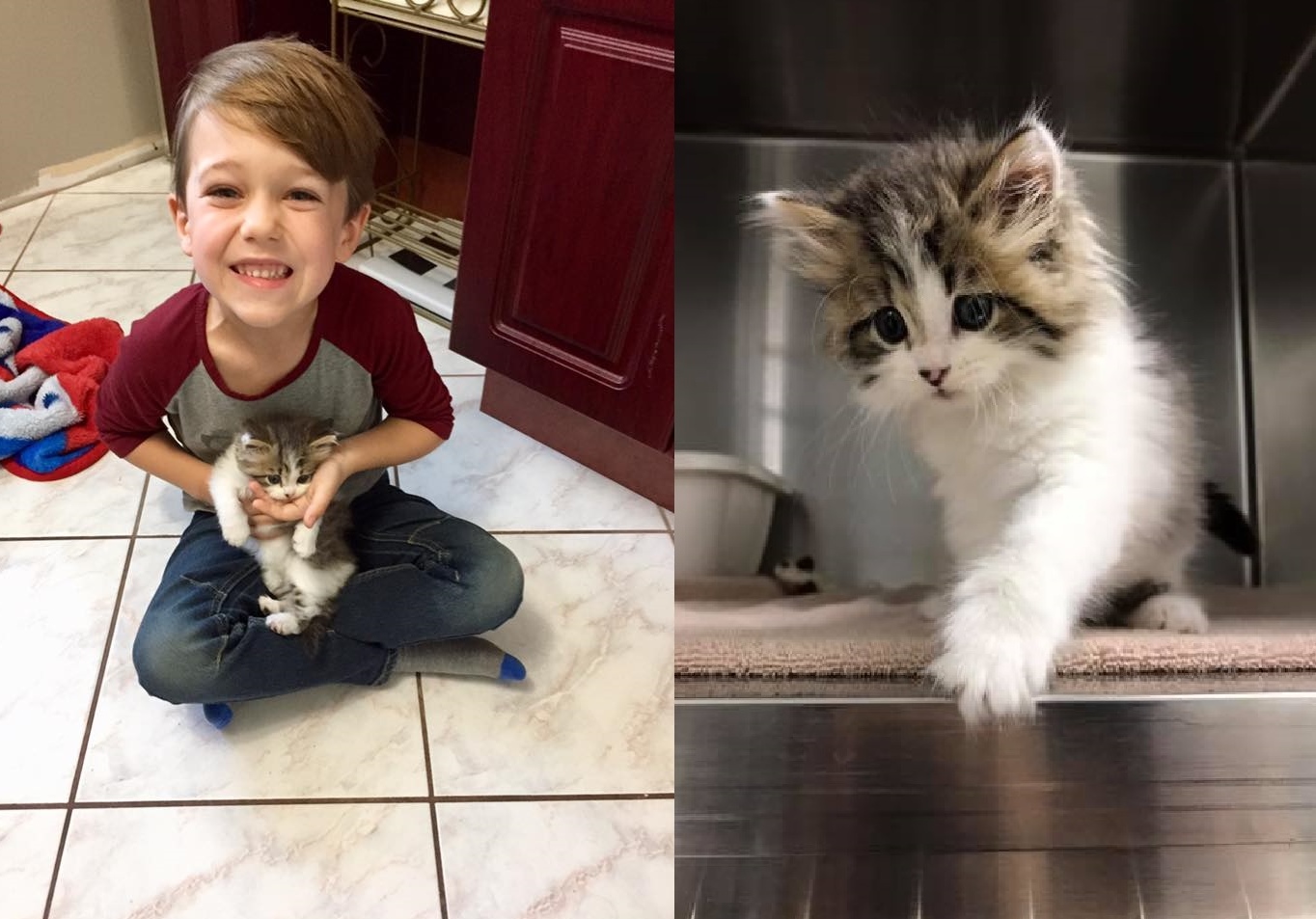 Une famille d’accueil pour le chaton retrouvé dans les poubelles