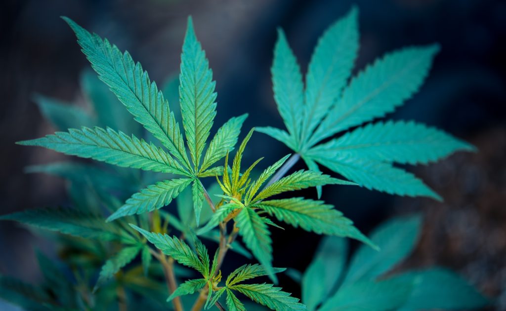 Sainte-Catherine se positionne face au cannabis