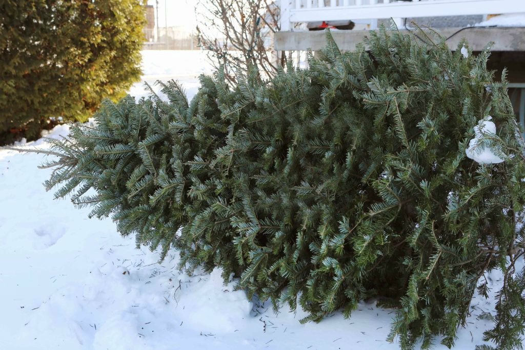 Horaire des collectes des sapins naturels