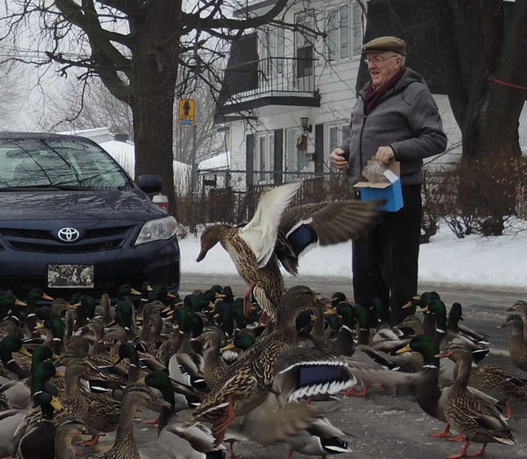 Dîner de canards !
