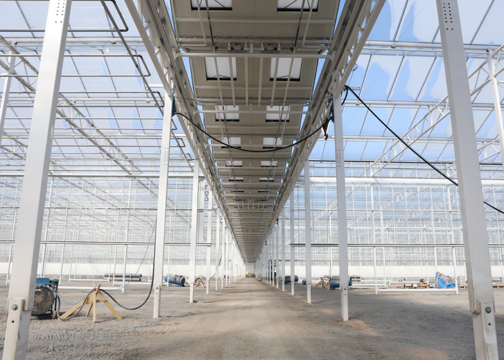 Une incursion dans la plus grande serre de cannabis biologique au monde