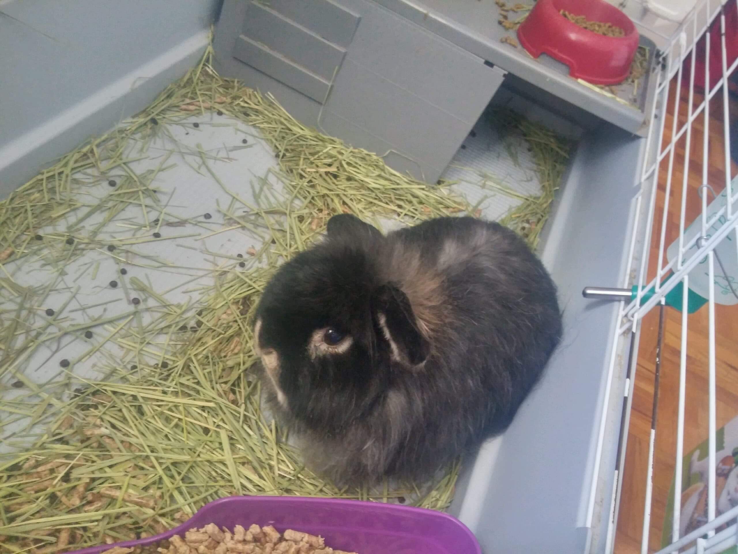 Lapin domestique trouvé gelé: sa première propriétaire témoigne