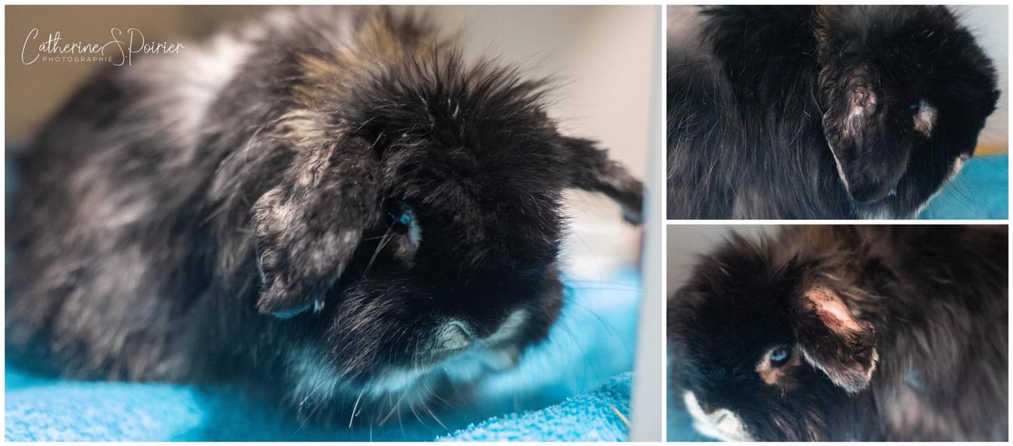 Un lapin domestique trouvé gelé après avoir été abandonné