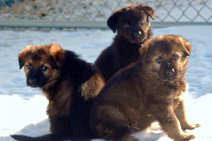 La GRC demande l’aide du public pour nommer des futurs chiens de police