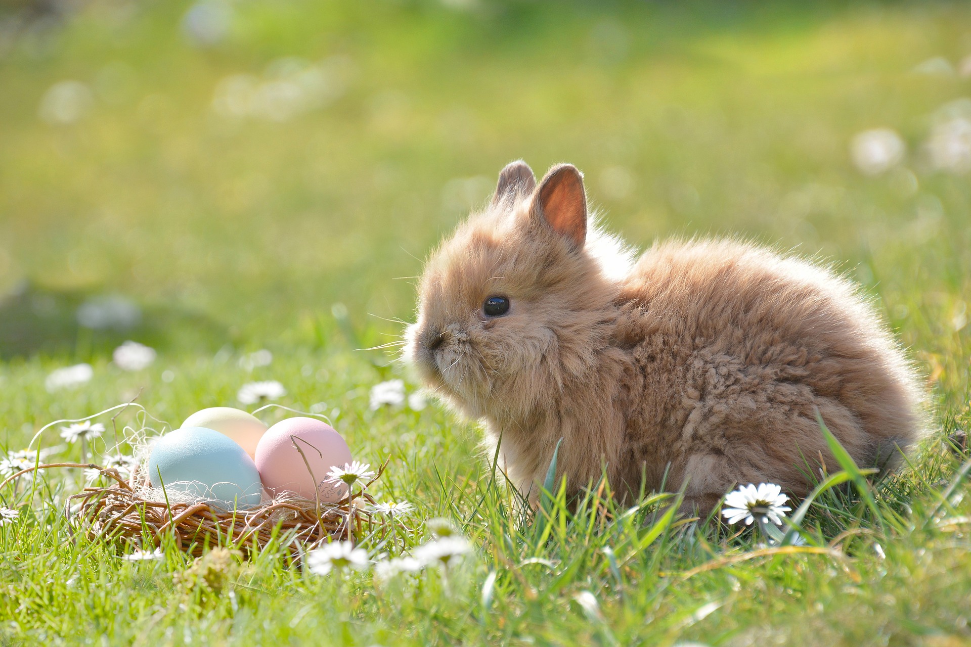 Offrir un lapin à Pâques: un pensez-y bien