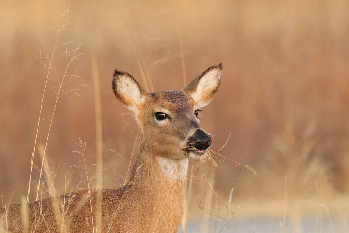 Un cerf de Virginie capturé à La Prairie