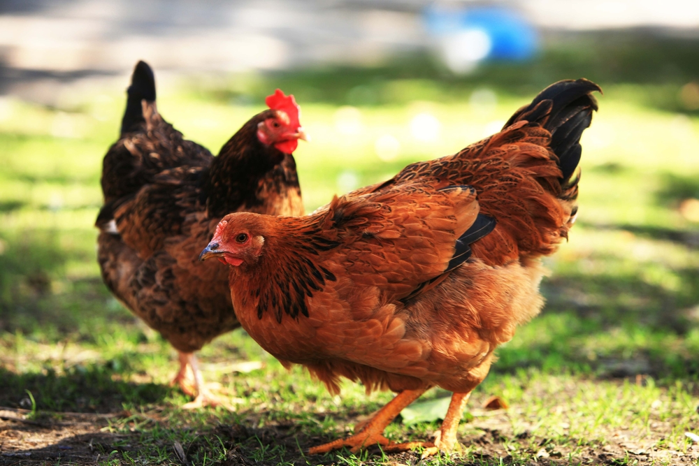 Saint-Constant autorise la possession de poules en milieu urbain