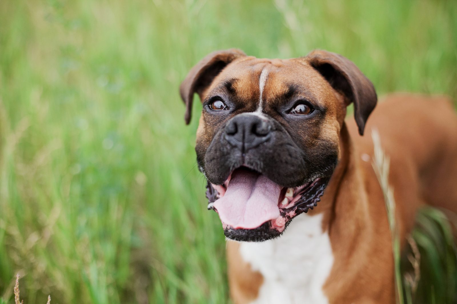 Et si la solution aux chiens dangereux se trouvait ailleurs ?