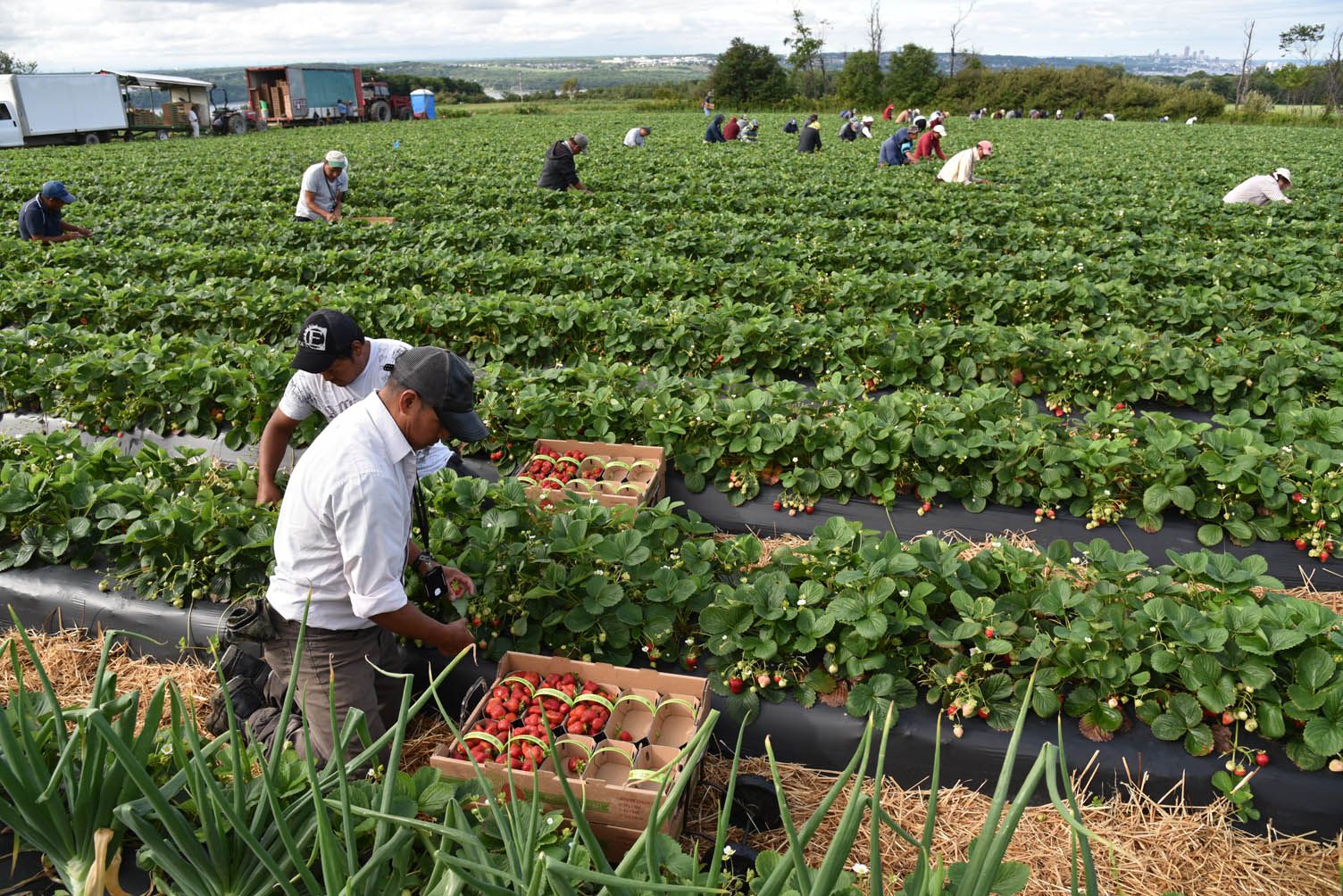 Fraises cherchent consommateurs