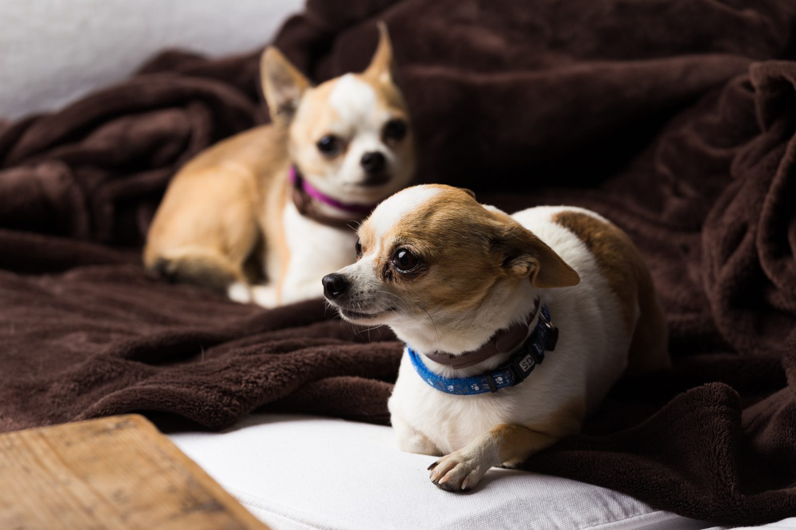 Deux chiens retrouvés morts dans un congélateur